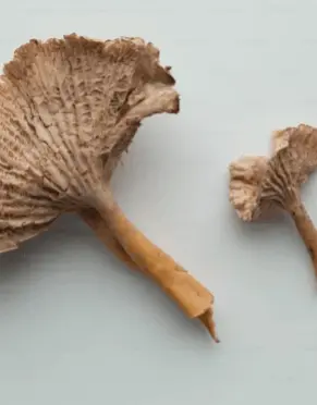 Pygeum Africanum Extract